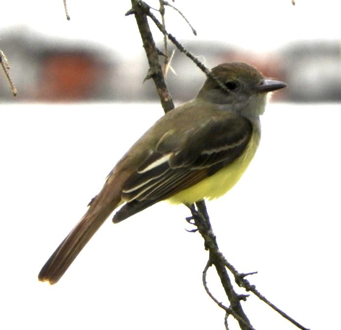Great Crested Flycatcher - ML240388491