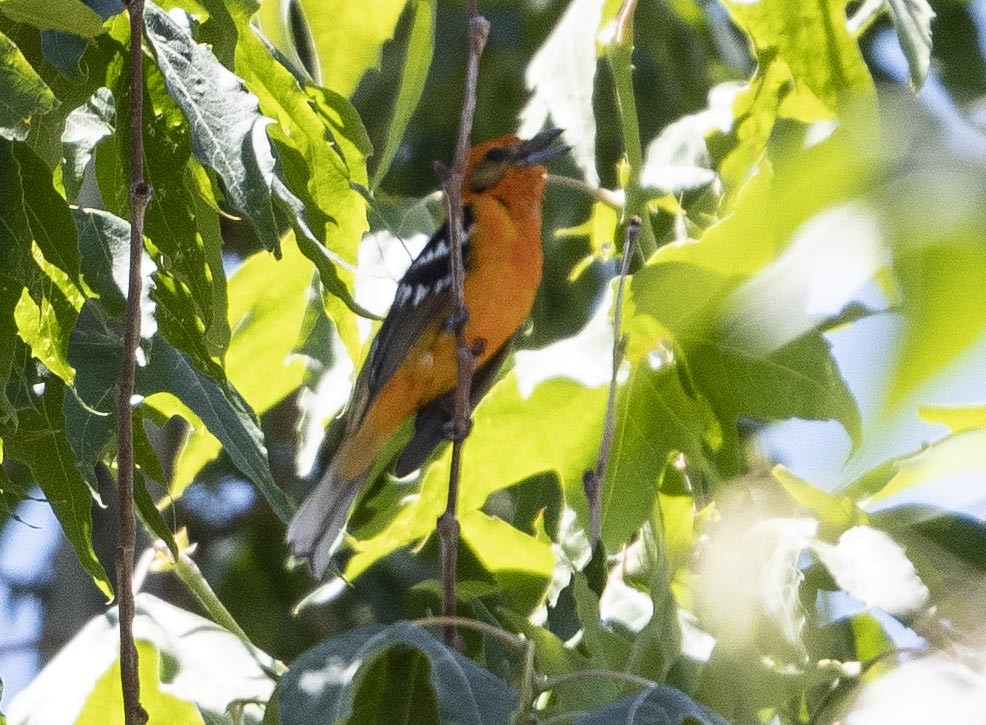 Flame-colored Tanager - ML240389761