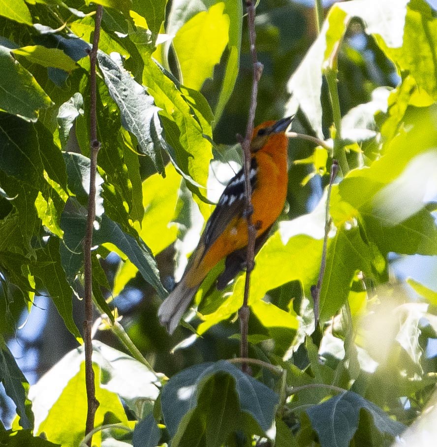 Flame-colored Tanager - ML240389771
