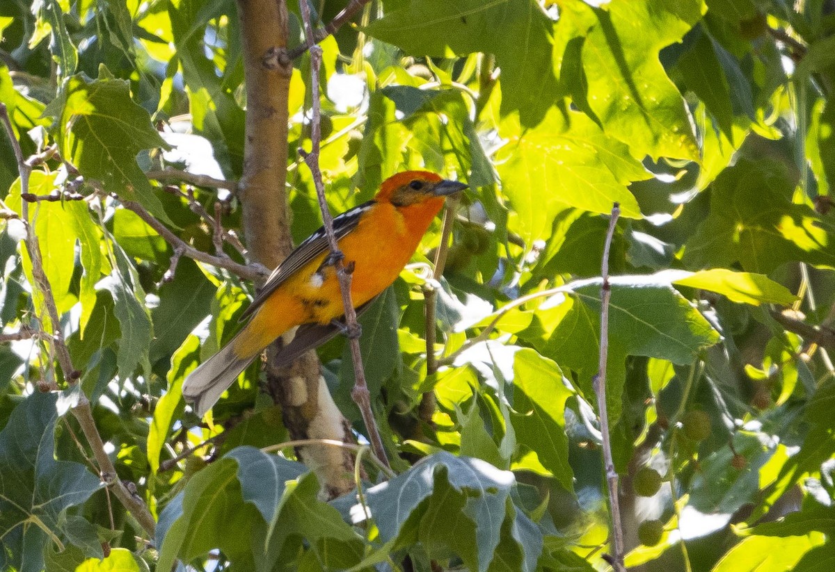 Flame-colored Tanager - Eric Kallen