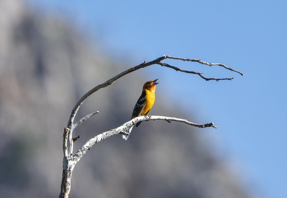 Flame-colored Tanager - ML240389871