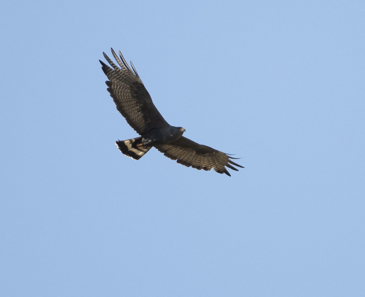 Zone-tailed Hawk - Eric Kallen