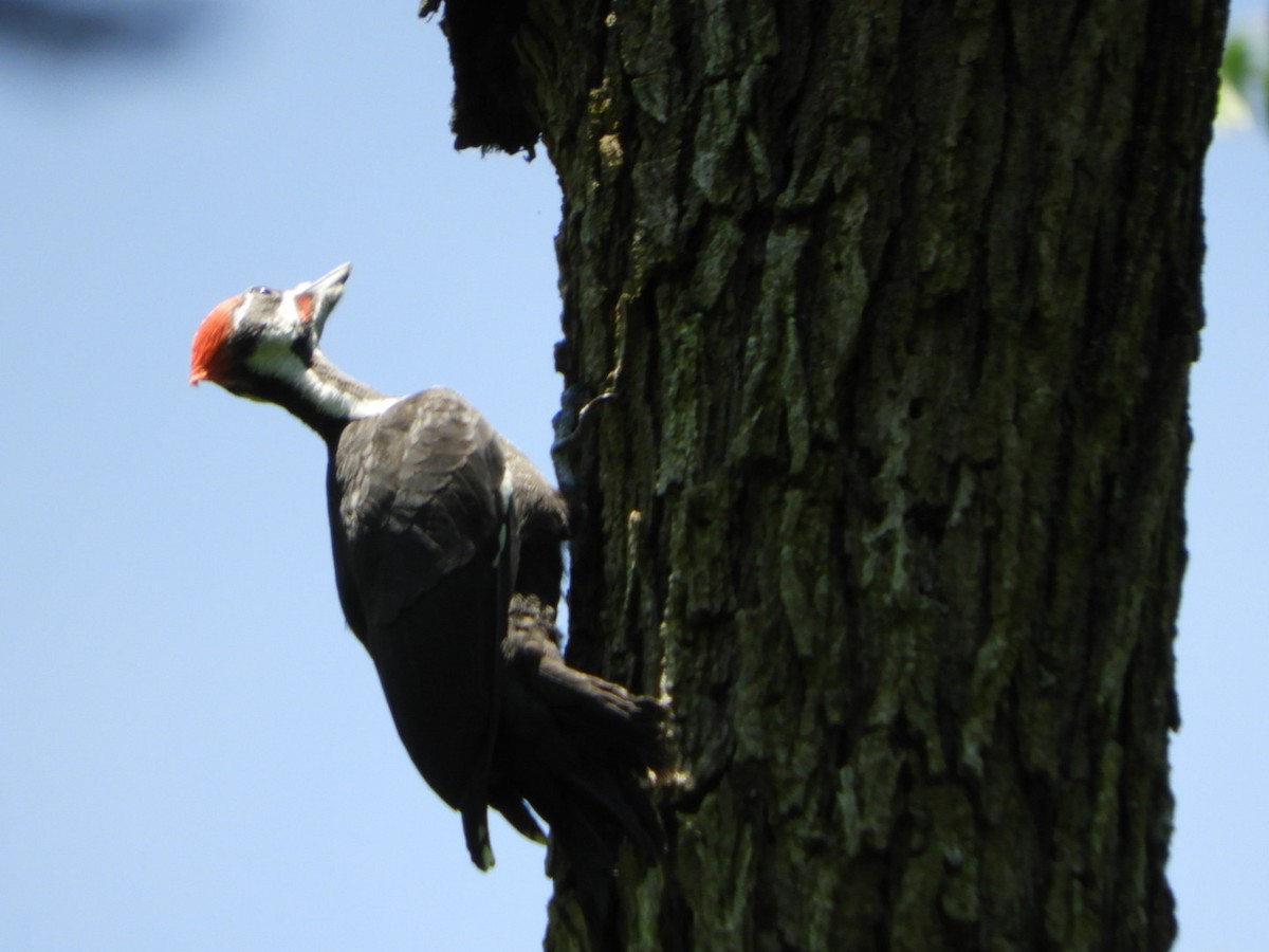 Pileated Woodpecker - ML240390251