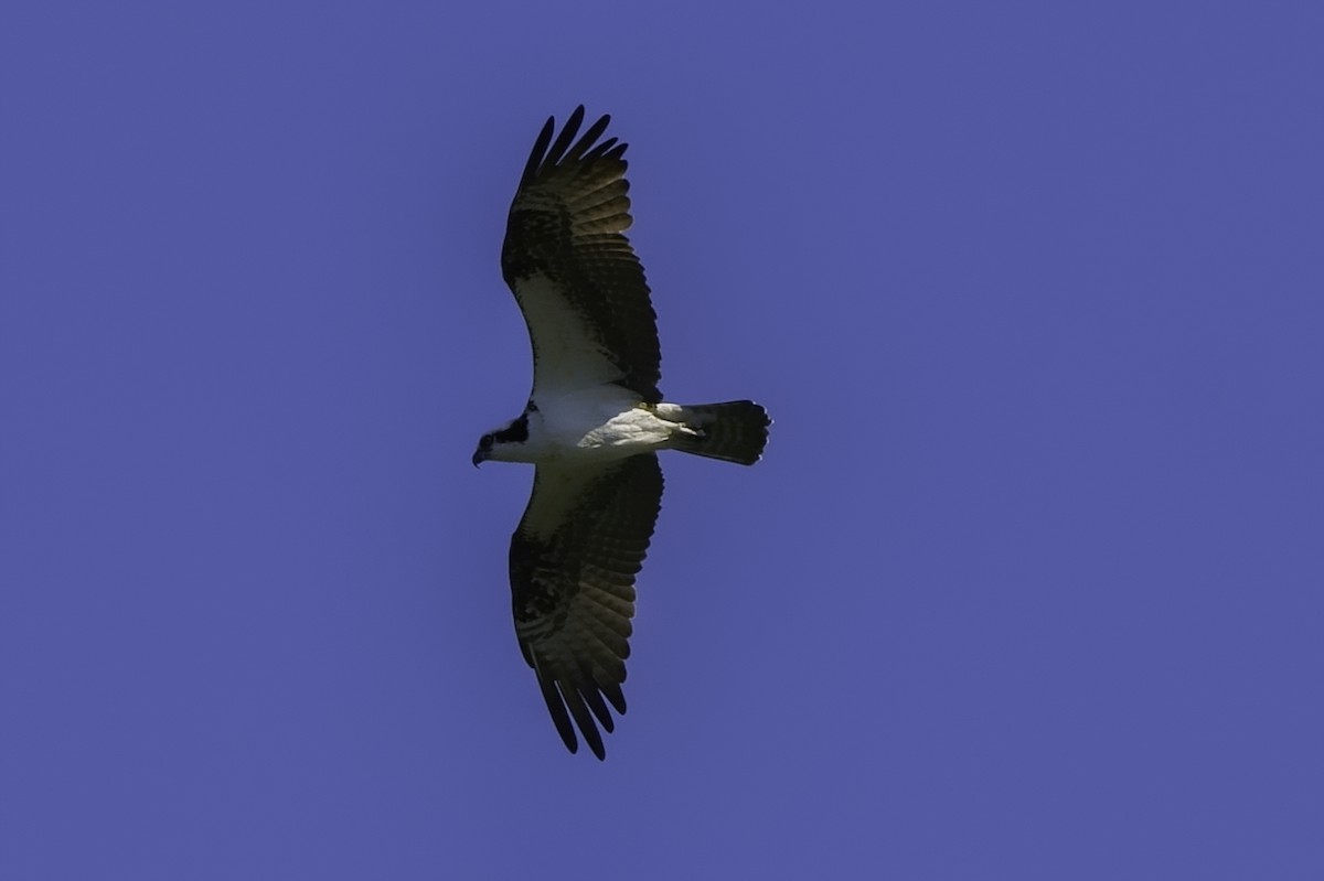 Águila Pescadora - ML240392931