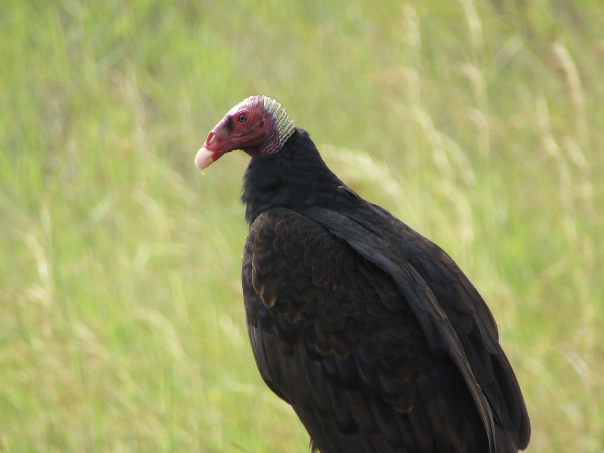 Turkey Vulture - ML240396091