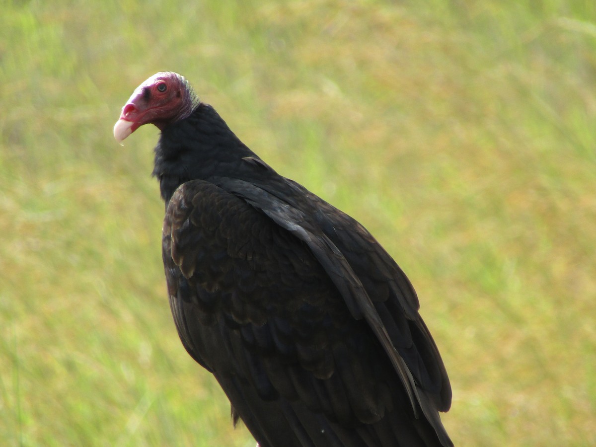 Turkey Vulture - ML240396171