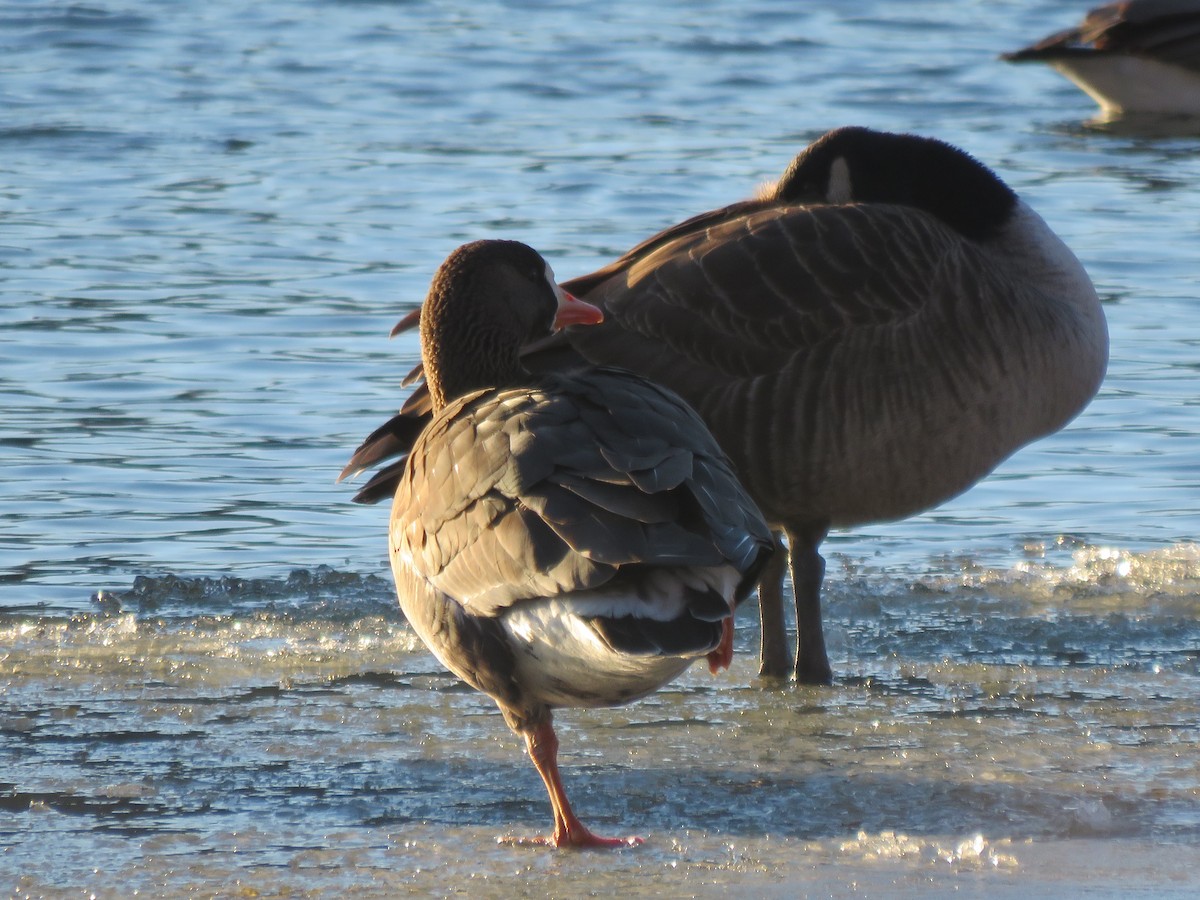 Greater White-fronted Goose - Barbara Mansell