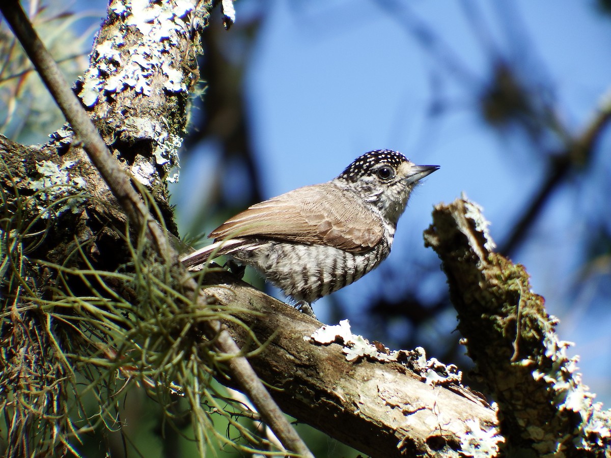 White-barred Piculet - ML240398361