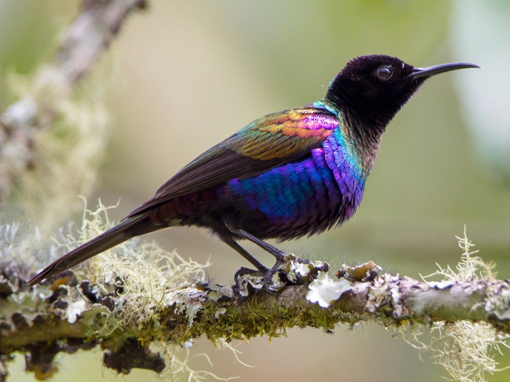 Purple-breasted Sunbird - Rhys Marsh