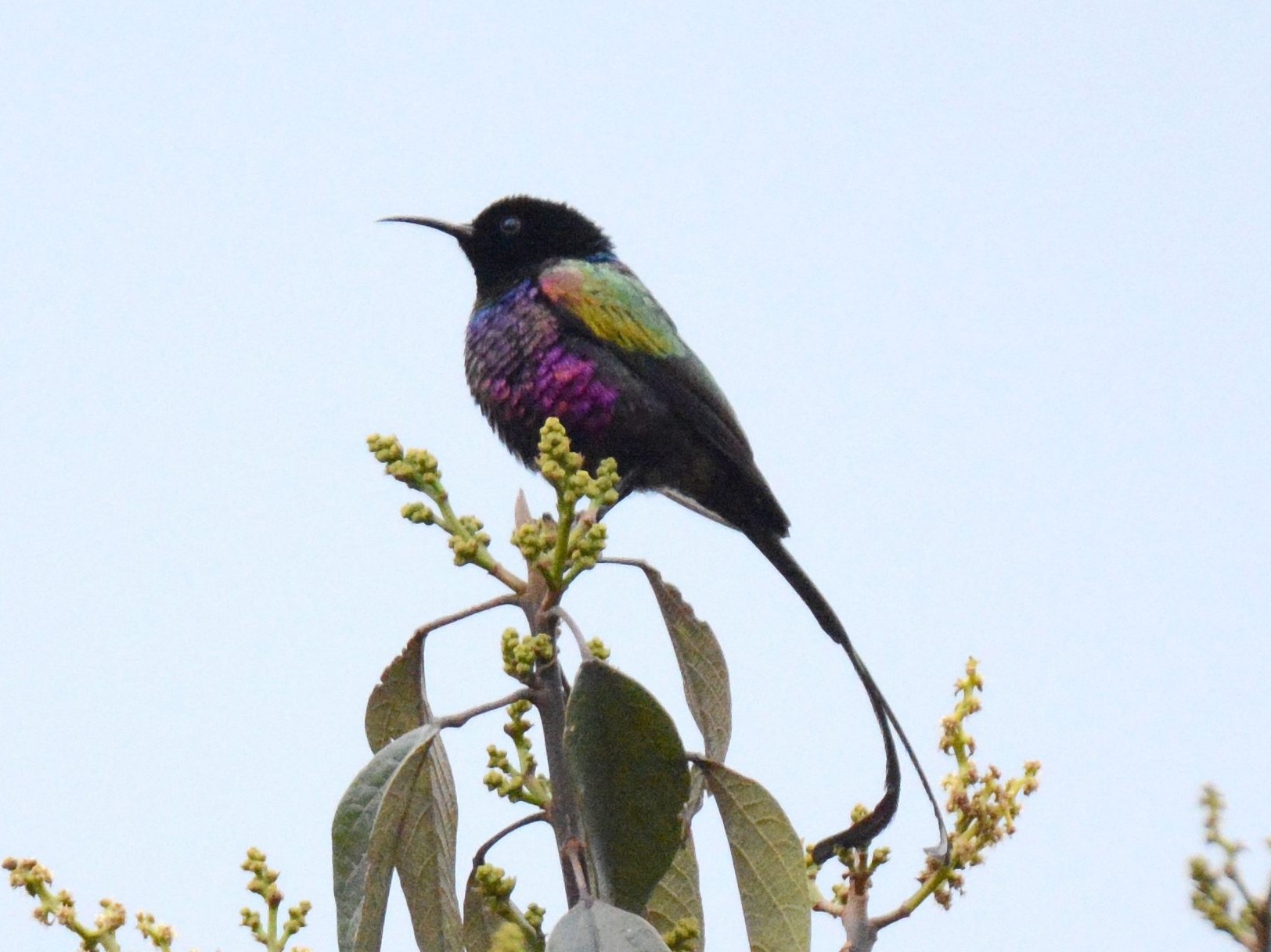 Purple-breasted Sunbird - Kyle Kittelberger