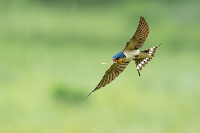 Blue-and-white Swallow - eBird