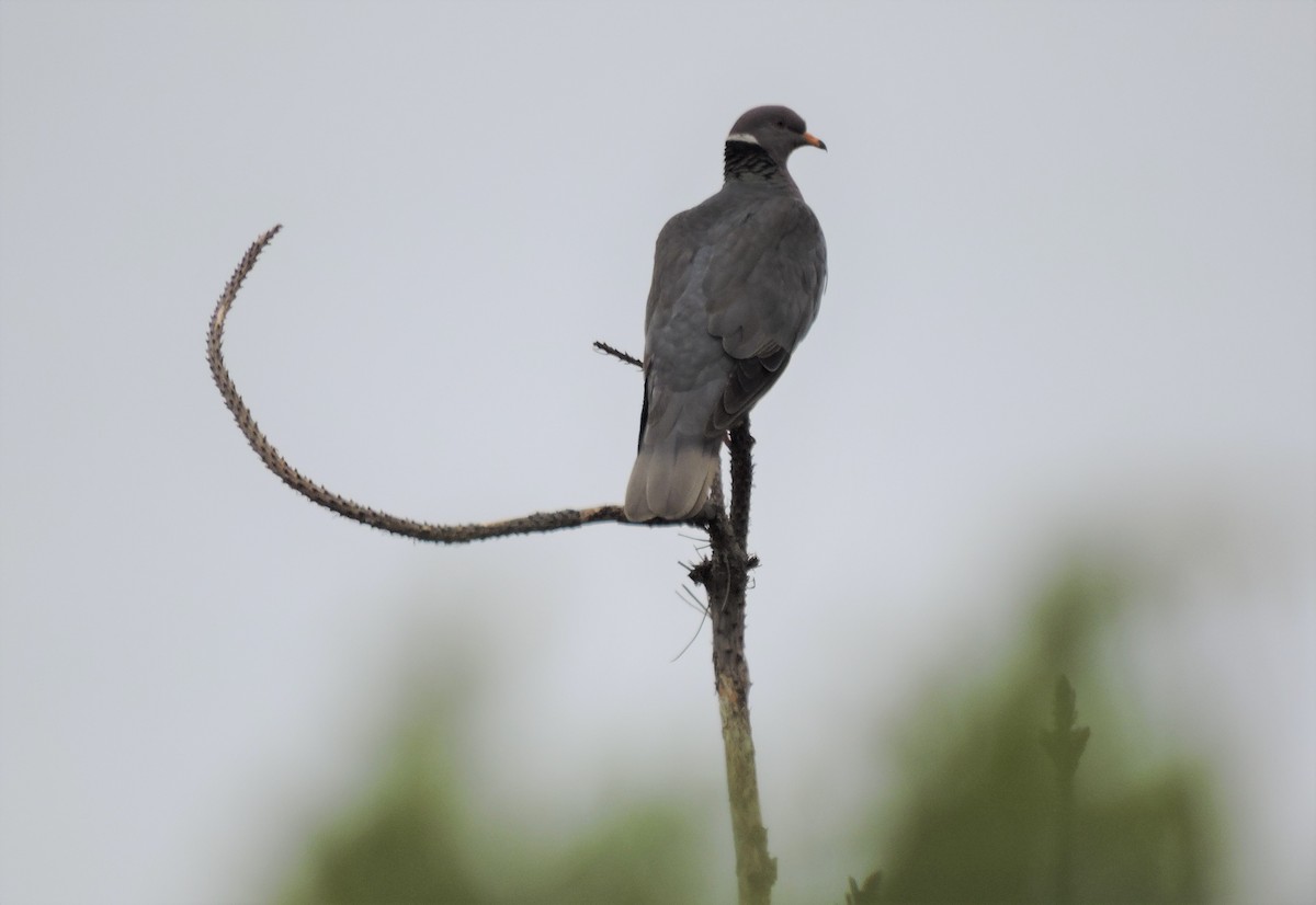 Band-tailed Pigeon - ML240410601