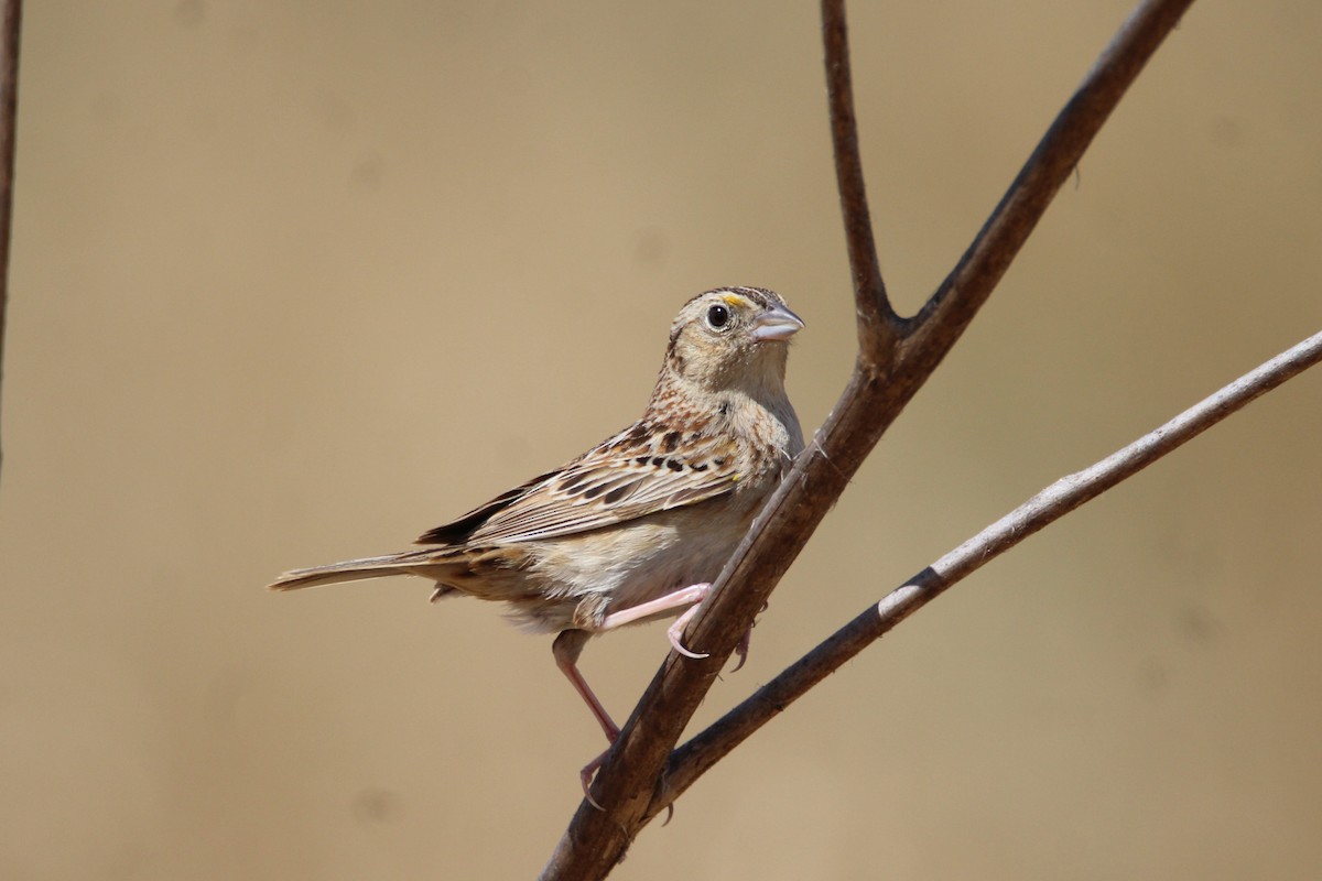 Grasshopper Sparrow - ML240413001
