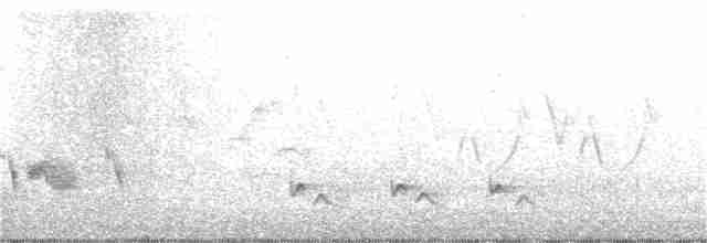 drozdec hnědý - ML240413011