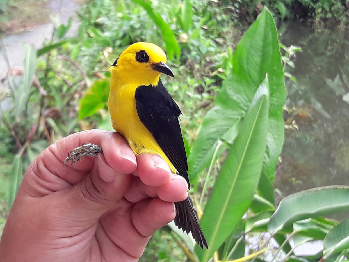 Black-and-yellow Tanager - ML240413141