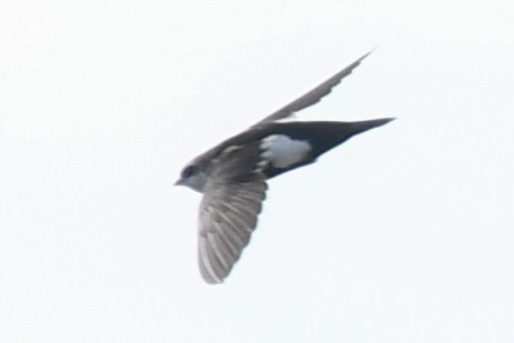 White-throated Swift - August Hazel