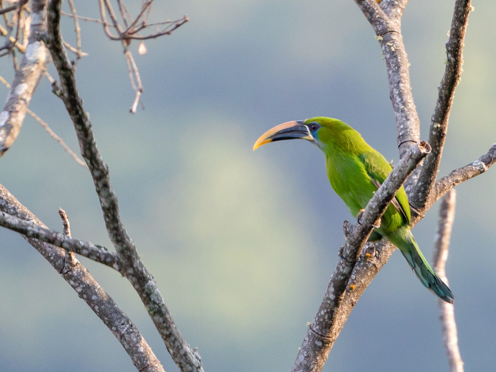 Groove-billed Toucanet - Cory Gregory