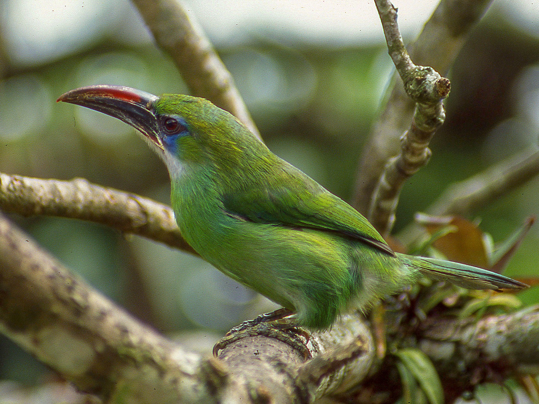 Groove-billed Toucanet - Dominic Garcia-Hall