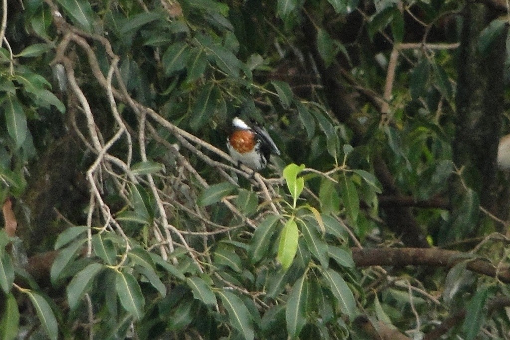 Amazon Kingfisher - ML24041991