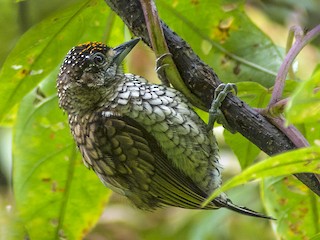 Adult male (Scaled) - Fabian Cano IG @birdink.travel - ML240421971
