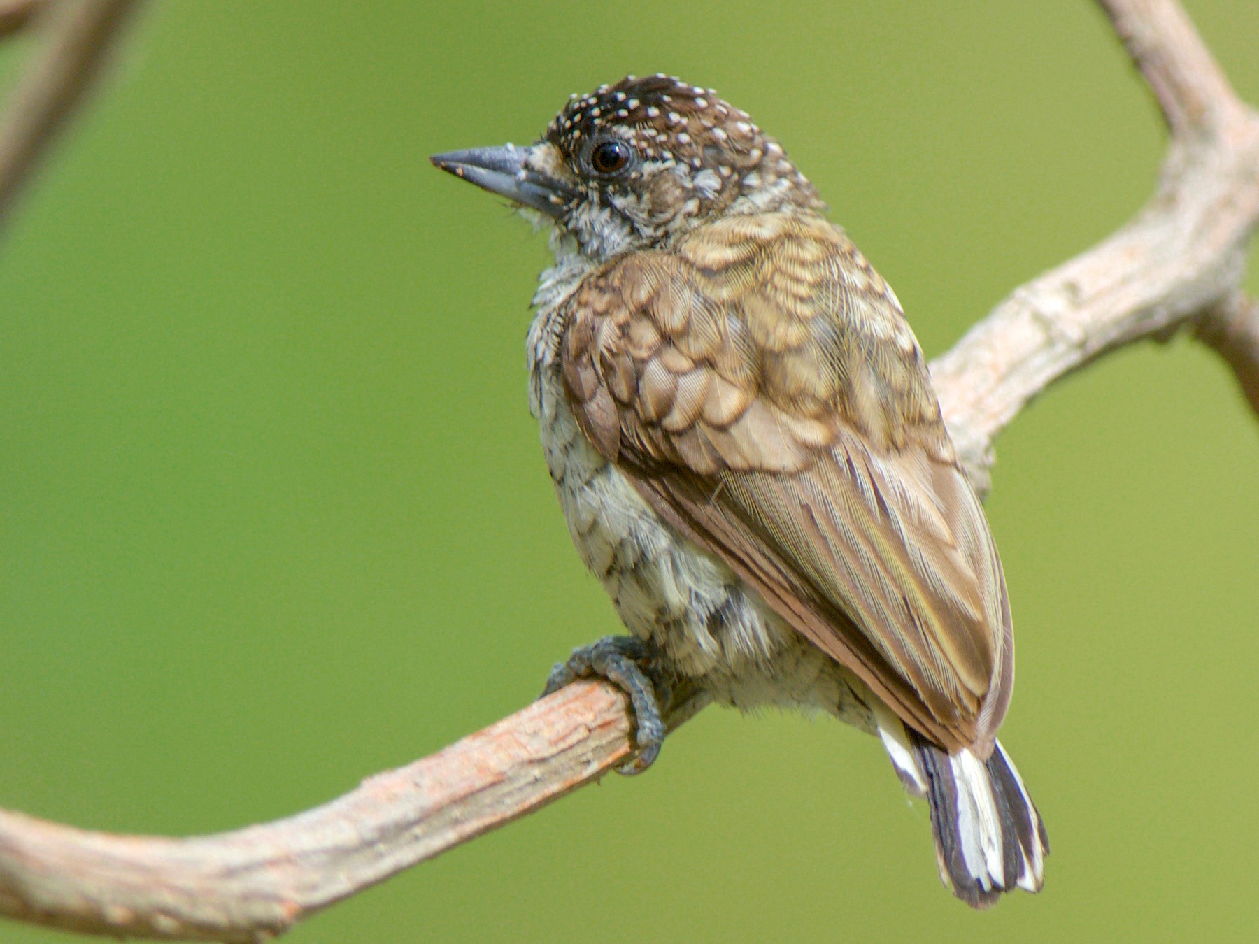 Scaled Piculet - Cory Gregory