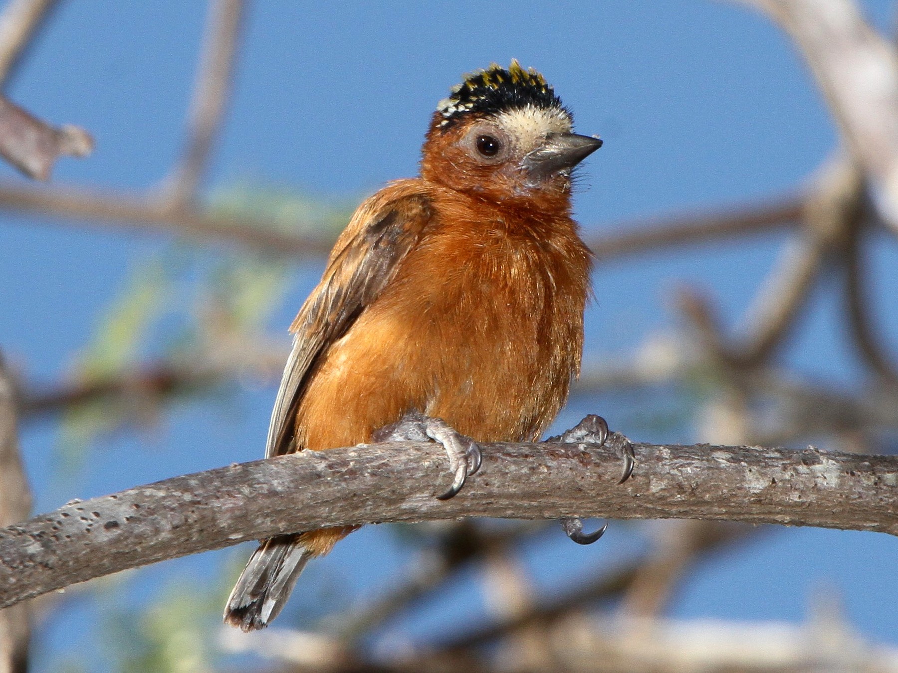 Chestnut Piculet - eBird