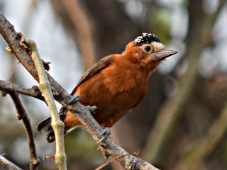 Chestnut Piculet - eBird
