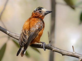 Chestnut Piculet - eBird