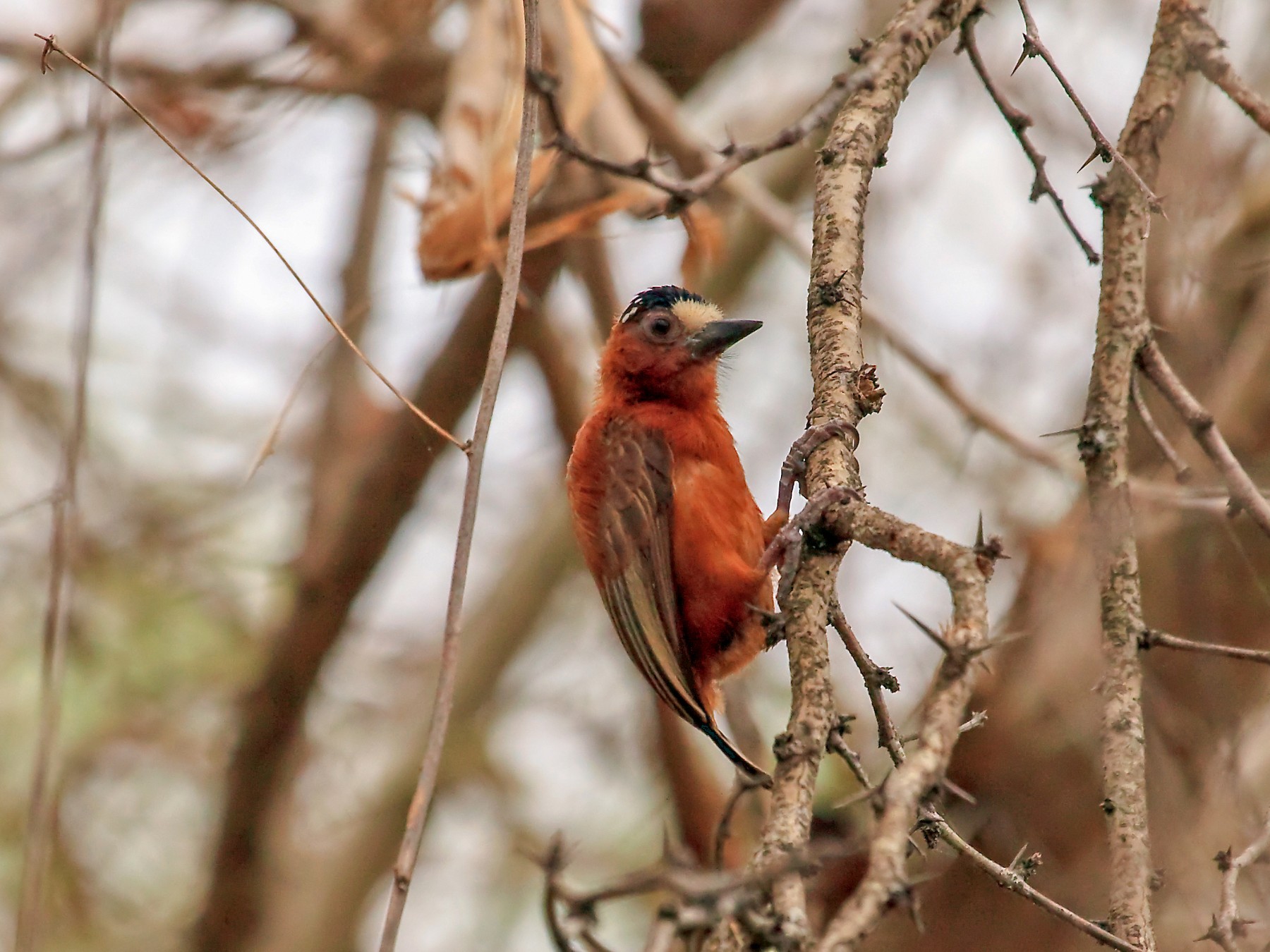 Chestnut Piculet - eBird