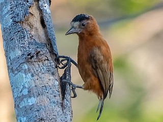 Chestnut Piculet - eBird