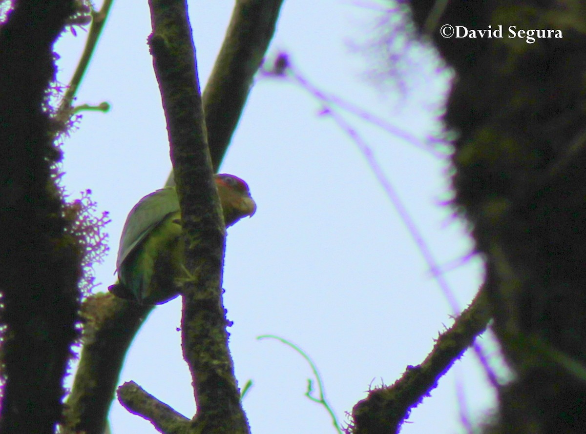 Red-fronted Parrotlet - ML240423371
