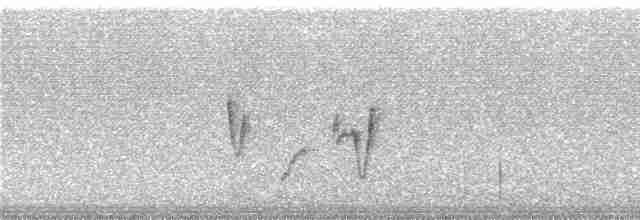 Reinita Citrina (striaticeps) - ML240428