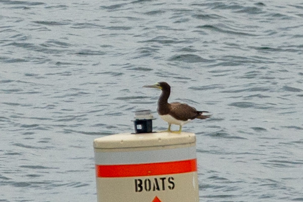 Brown Booby - ML240428181