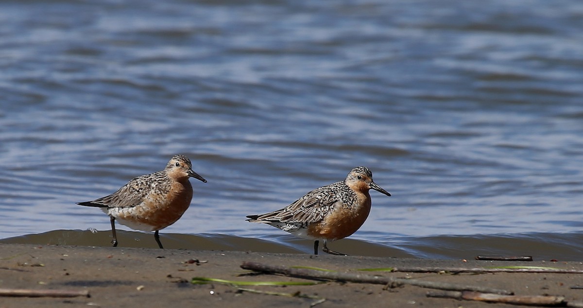 Red Knot - Yves Dugré