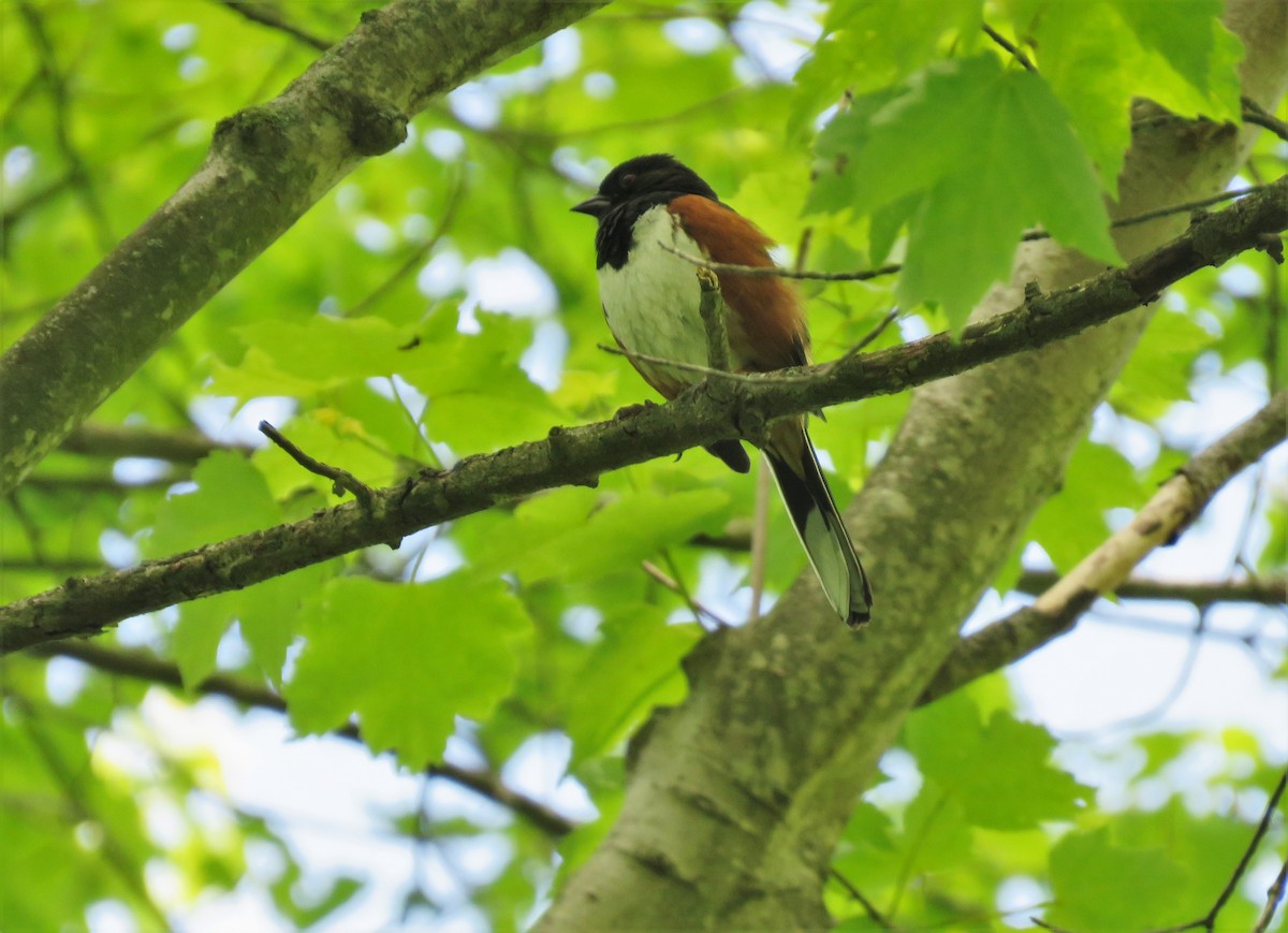 New York Breeding Bird Atlas Checklist - 1 Jun 2020 - Muttontown ...