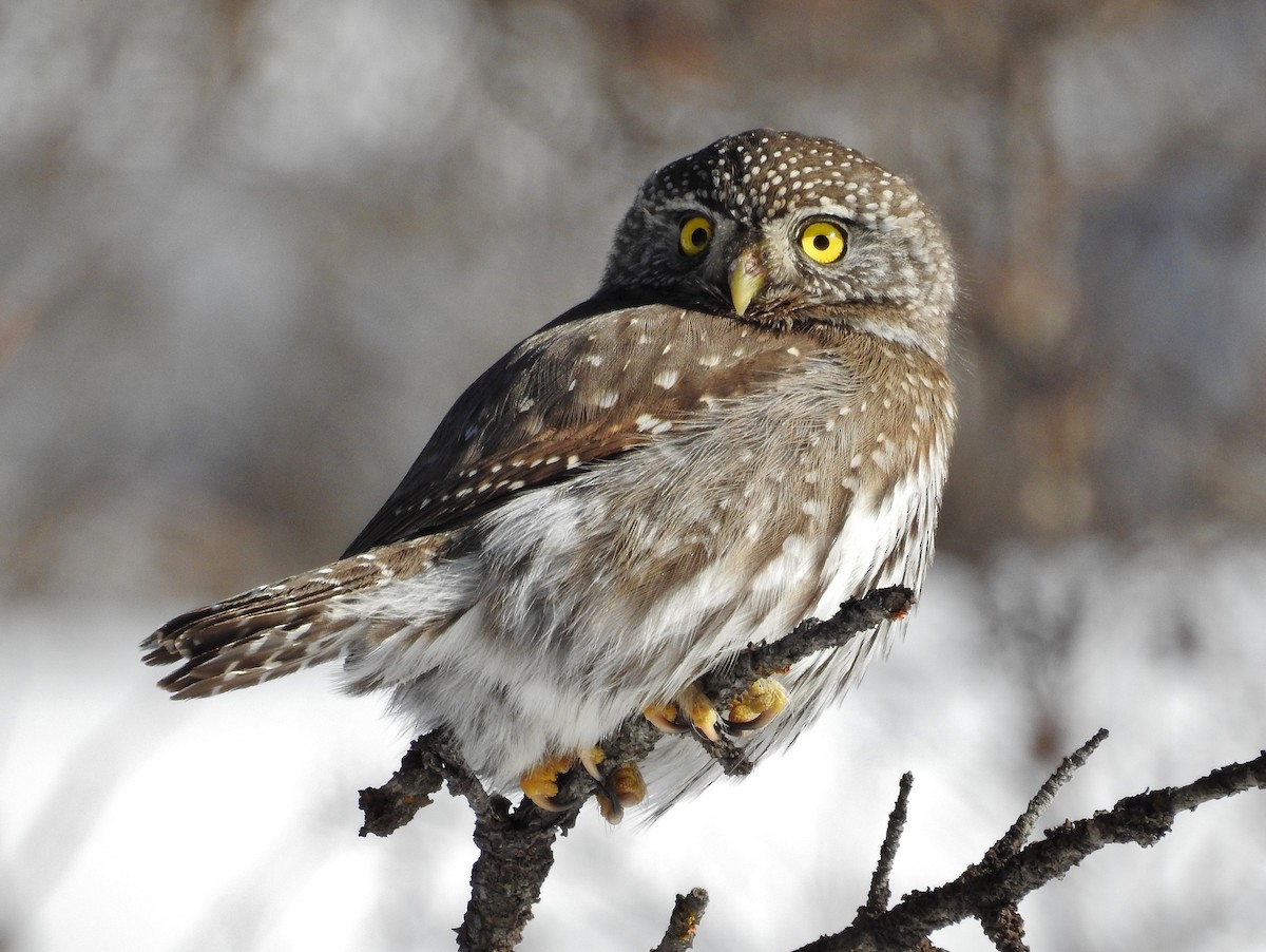 Northern Pygmy-Owl - ML24043381