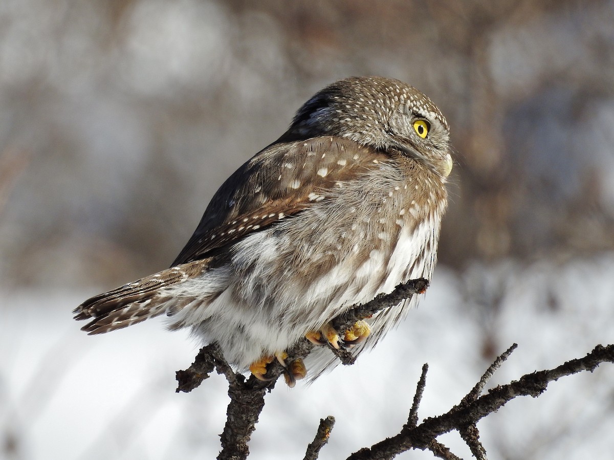 Northern Pygmy-Owl - Stoddard and Ellen Davenport