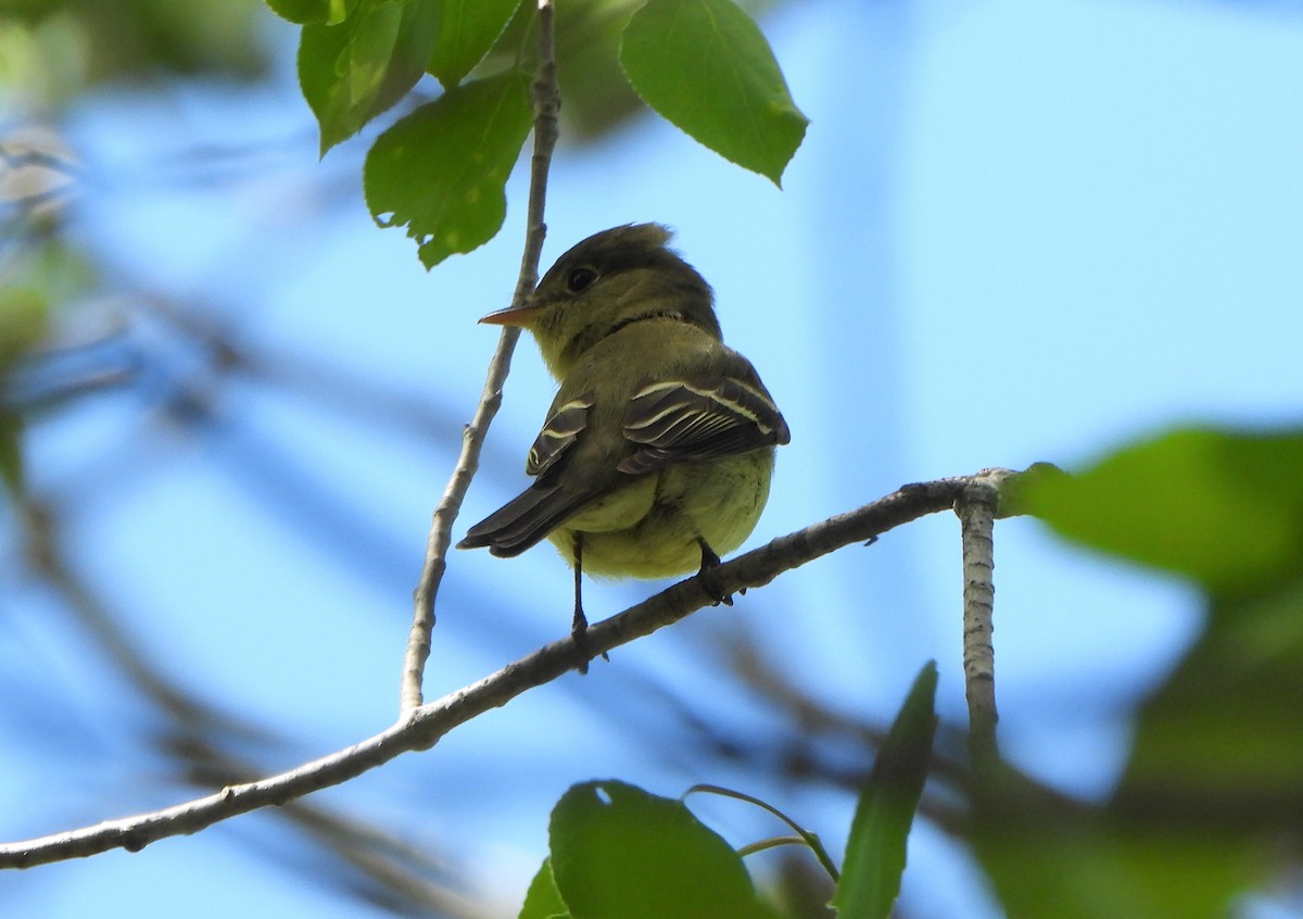 eBird Checklist - 30 May 2020 - Sax-Zim Bog--Friends of Sax-Zim Bog ...