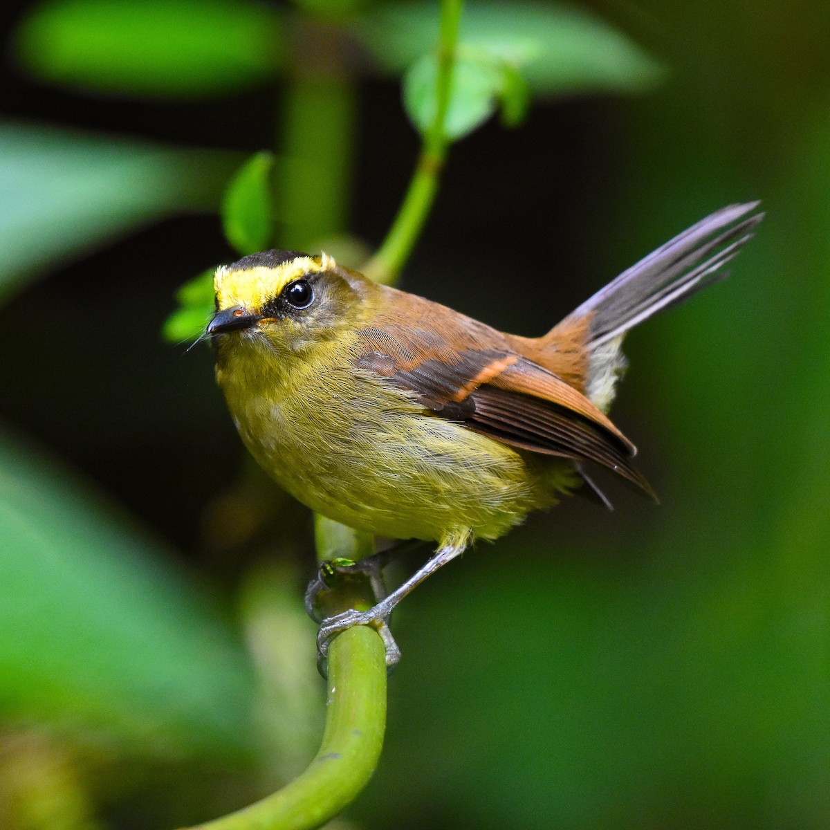 Yellow-bellied Chat-Tyrant - Luis Panamá