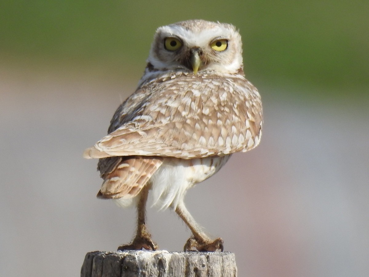 Burrowing Owl - ML240441191
