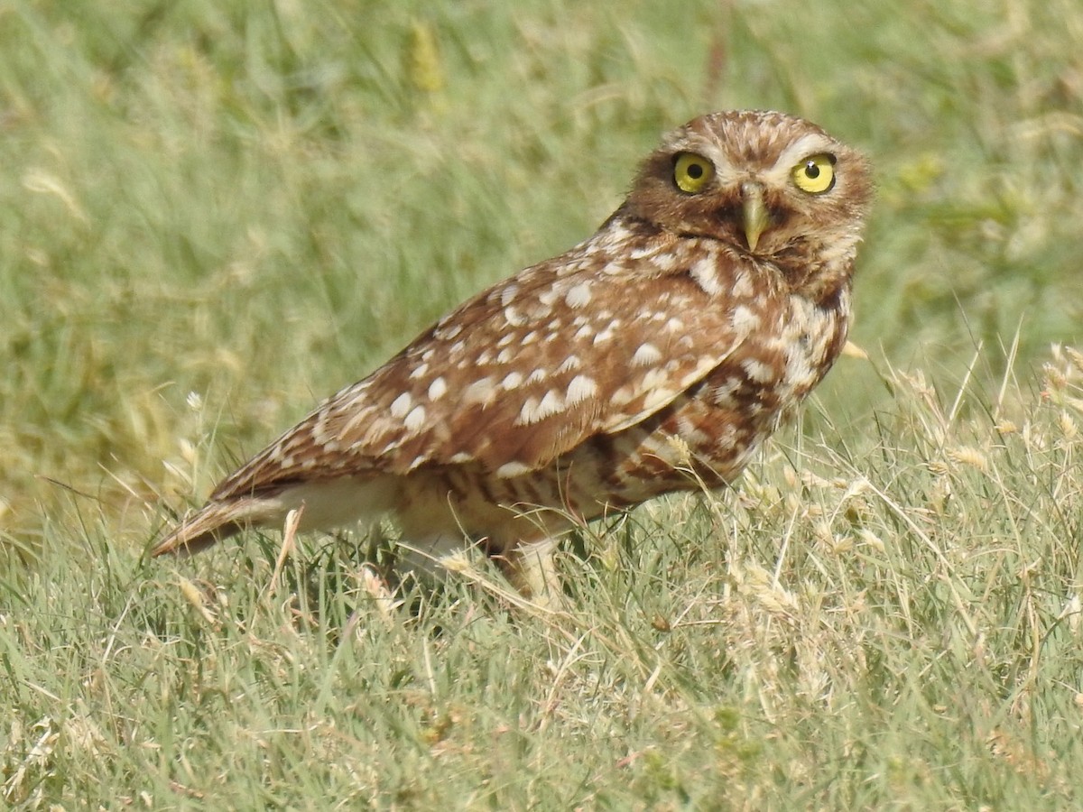 Burrowing Owl - Daron Patterson