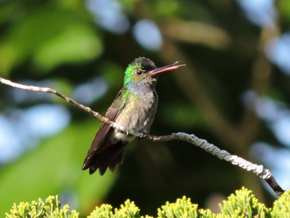 Charming Hummingbird - ML240442171