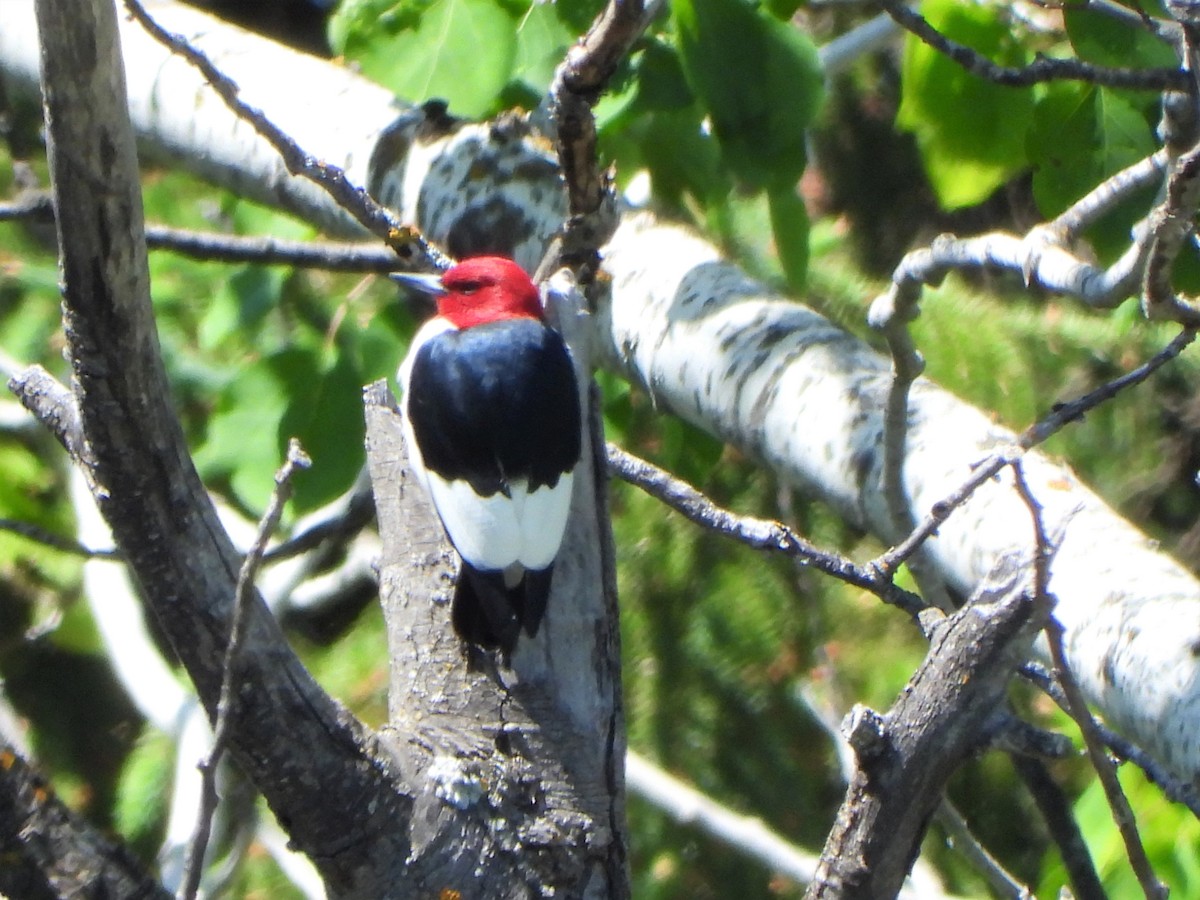 Red-headed Woodpecker - Michael W. Sack