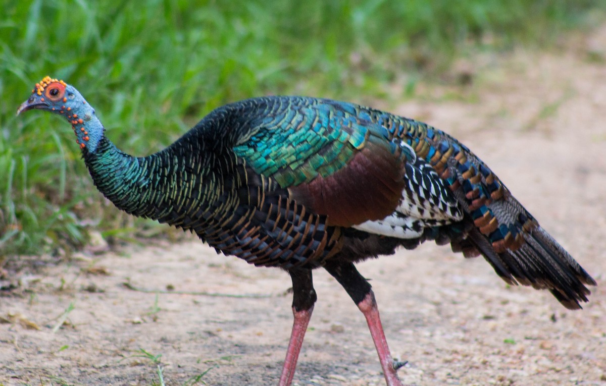 Ocellated Turkey - Zhawn Poot