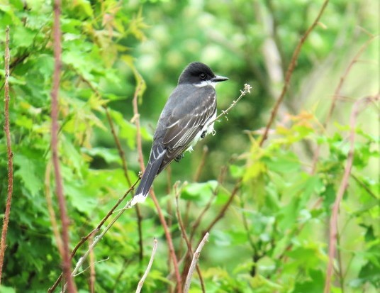 Eastern Kingbird - pamela hoyland