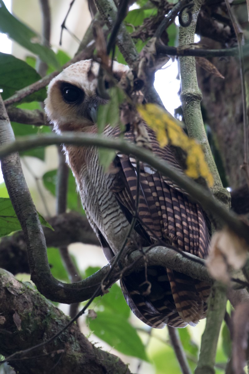Brown Wood-Owl - ML240451971