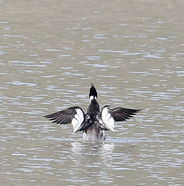 Red-breasted Merganser - Mary Muchowski