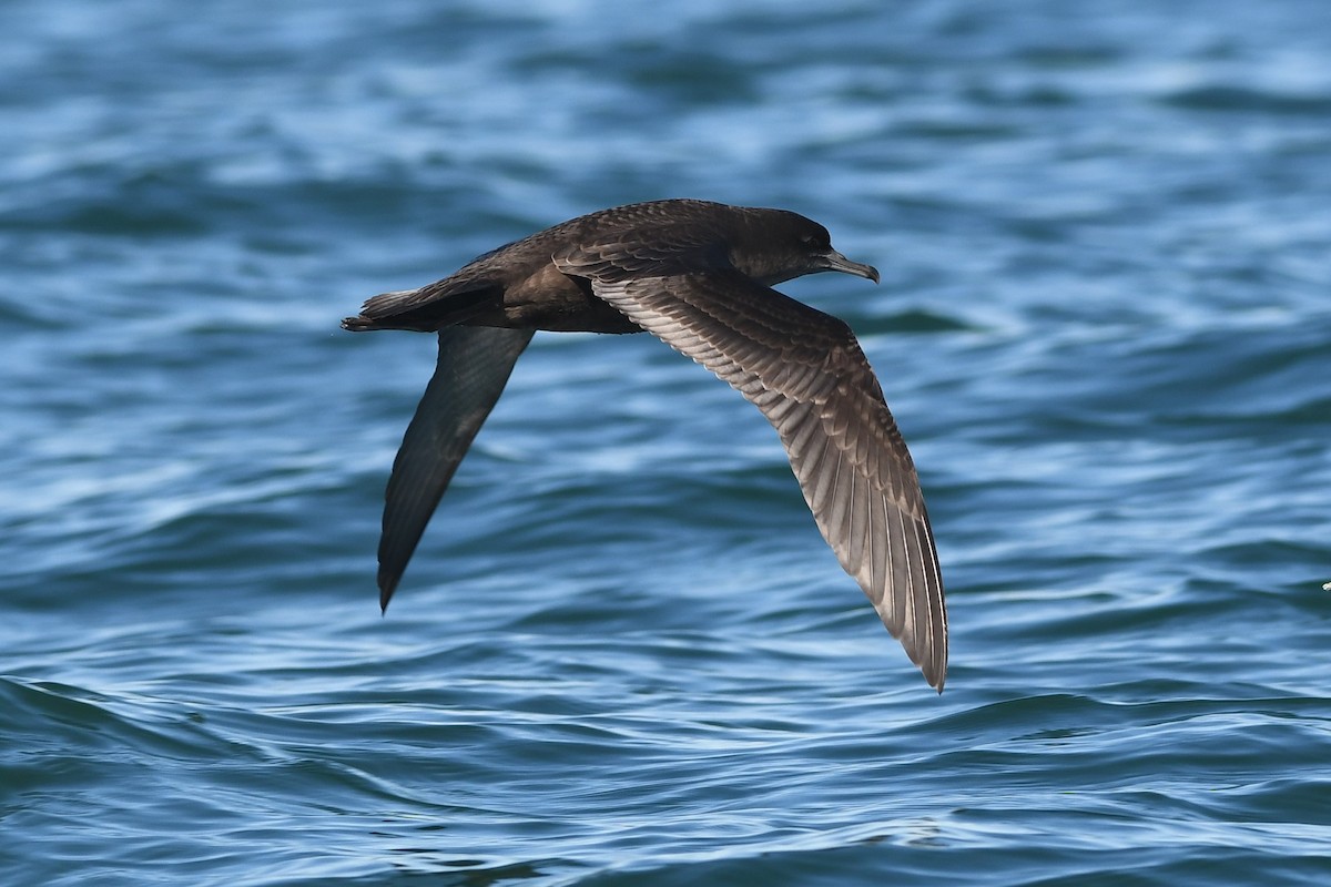 Sooty Shearwater - Mike Sylvia