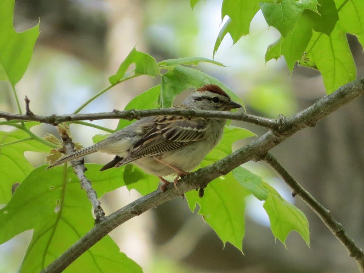Chipping Sparrow - ML240457751