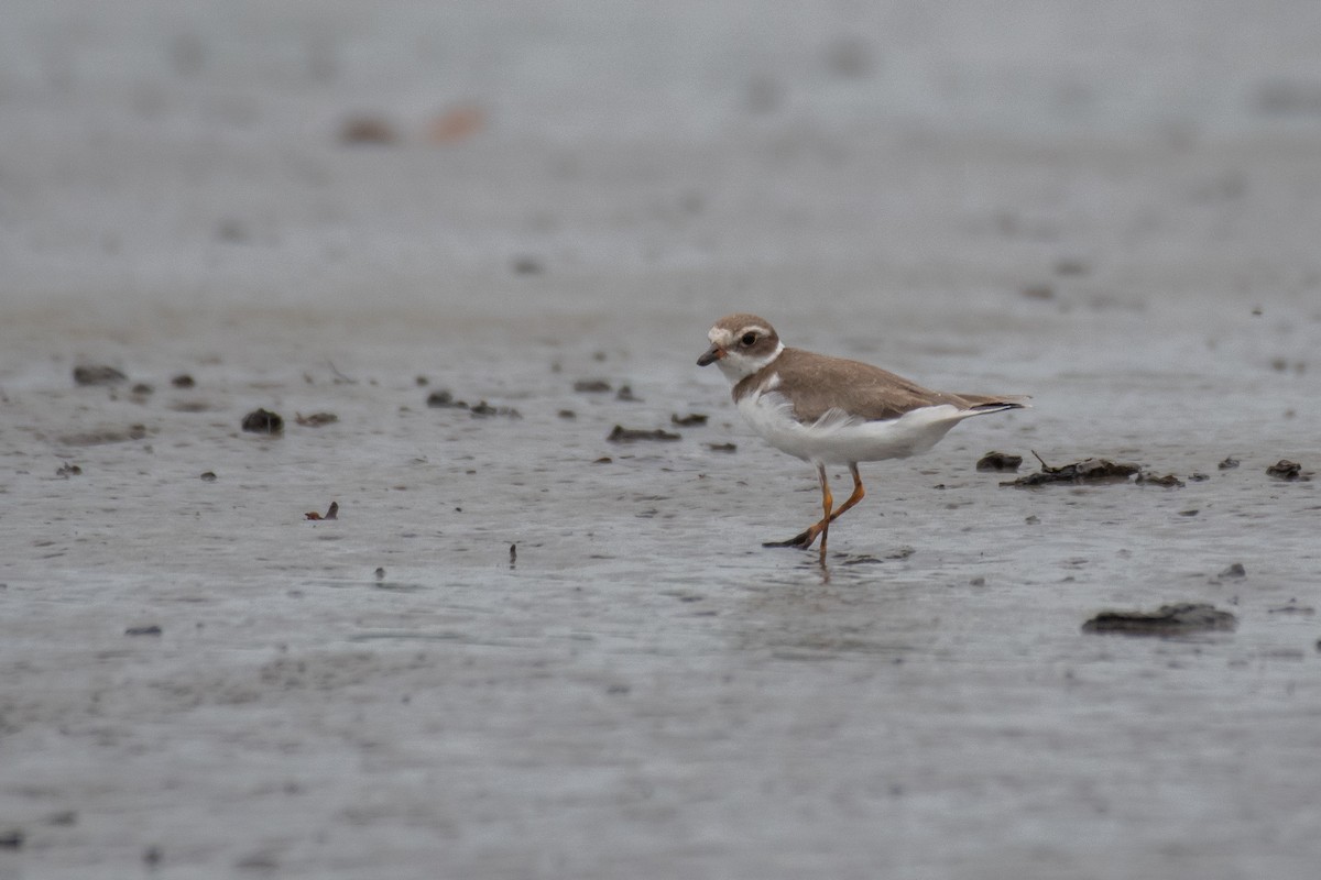 Semipalmated Plover - ML240458121